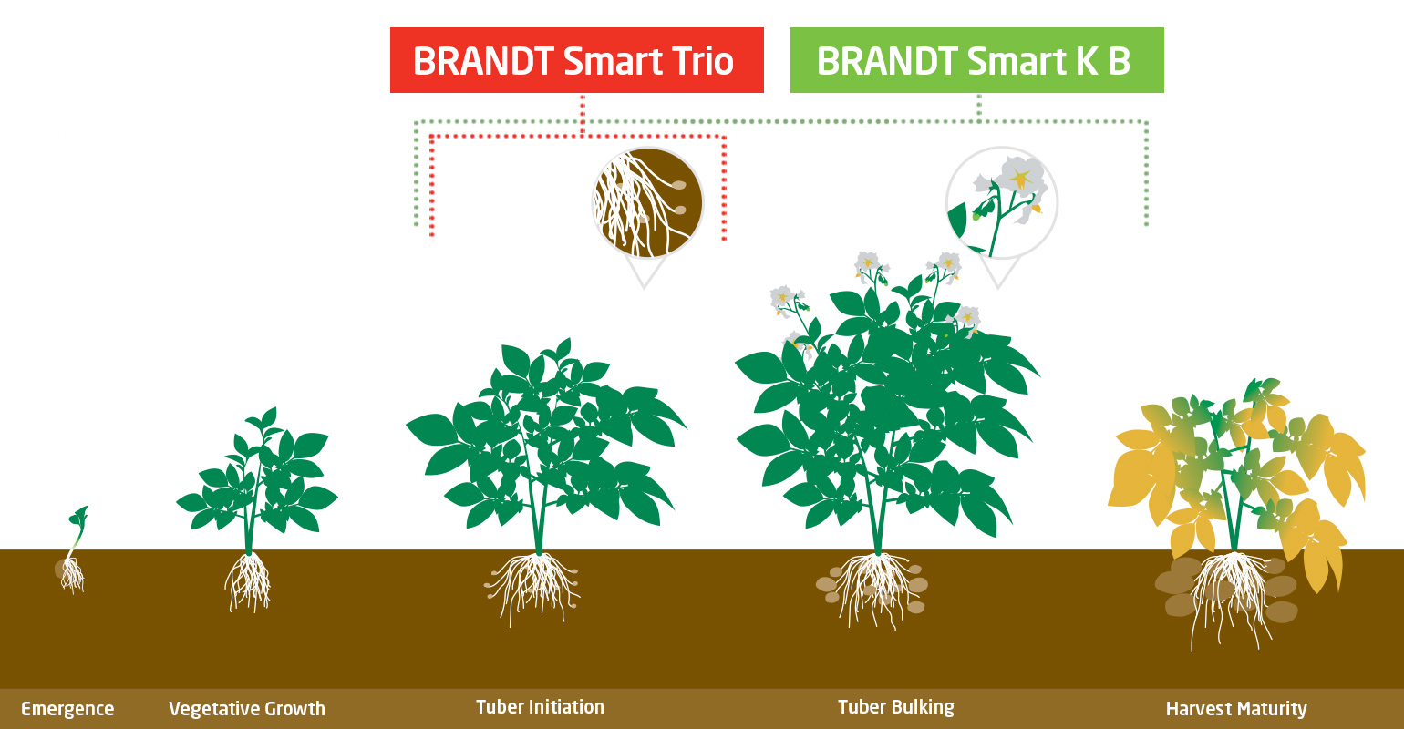 In-Season Foliar Potato Fertility