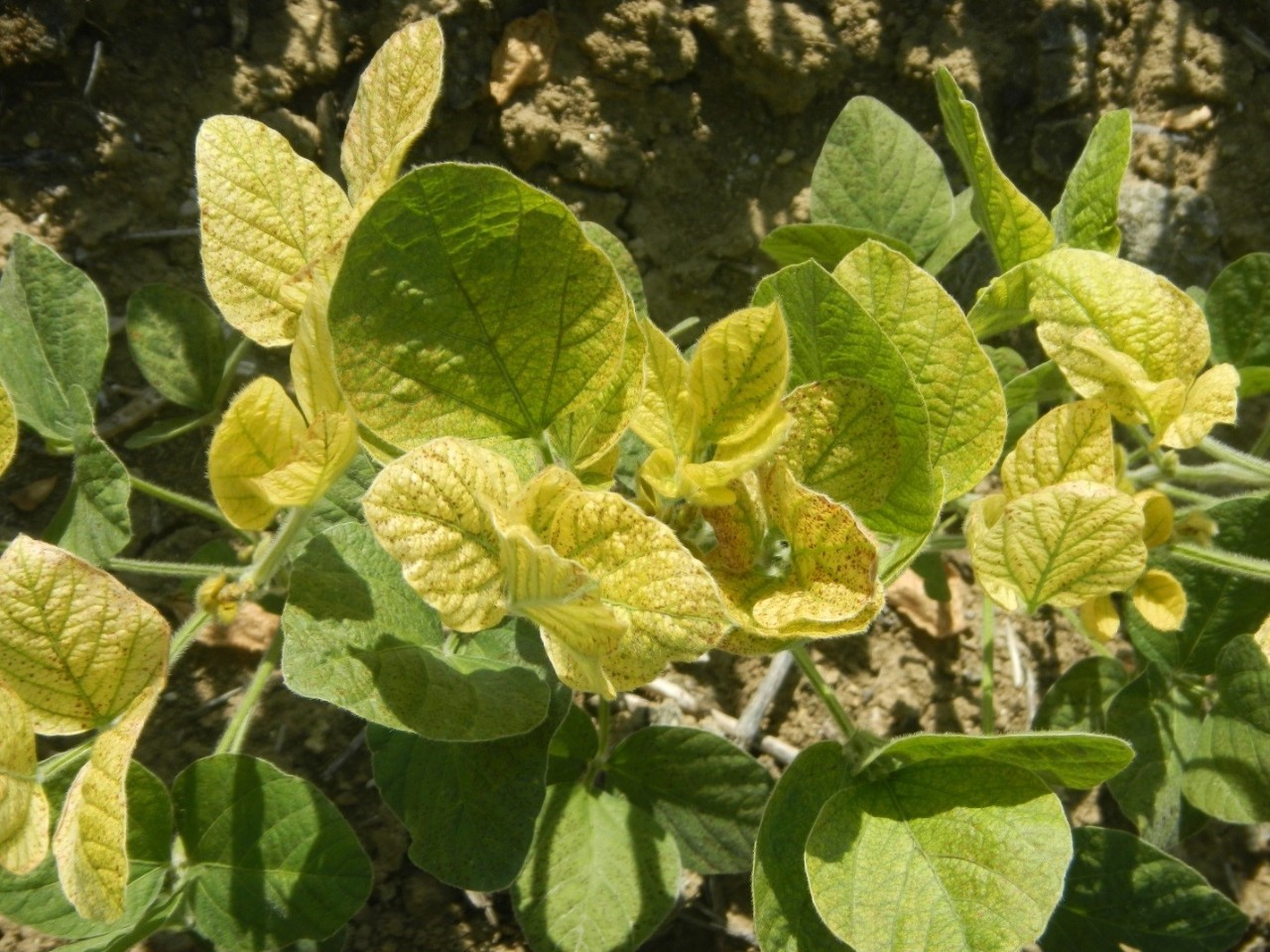 Iron Deficiency Chlorosis in Soybeans