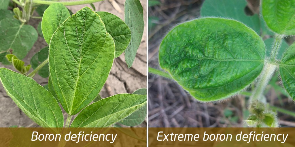 Foliar Boron Applications to Boost Soybean Yield