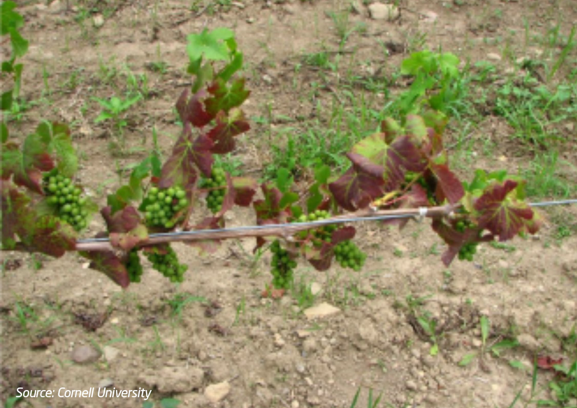 Potassium deficiency in grapevine