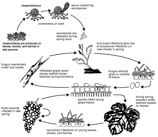 Source: ipm.ucanr.edu