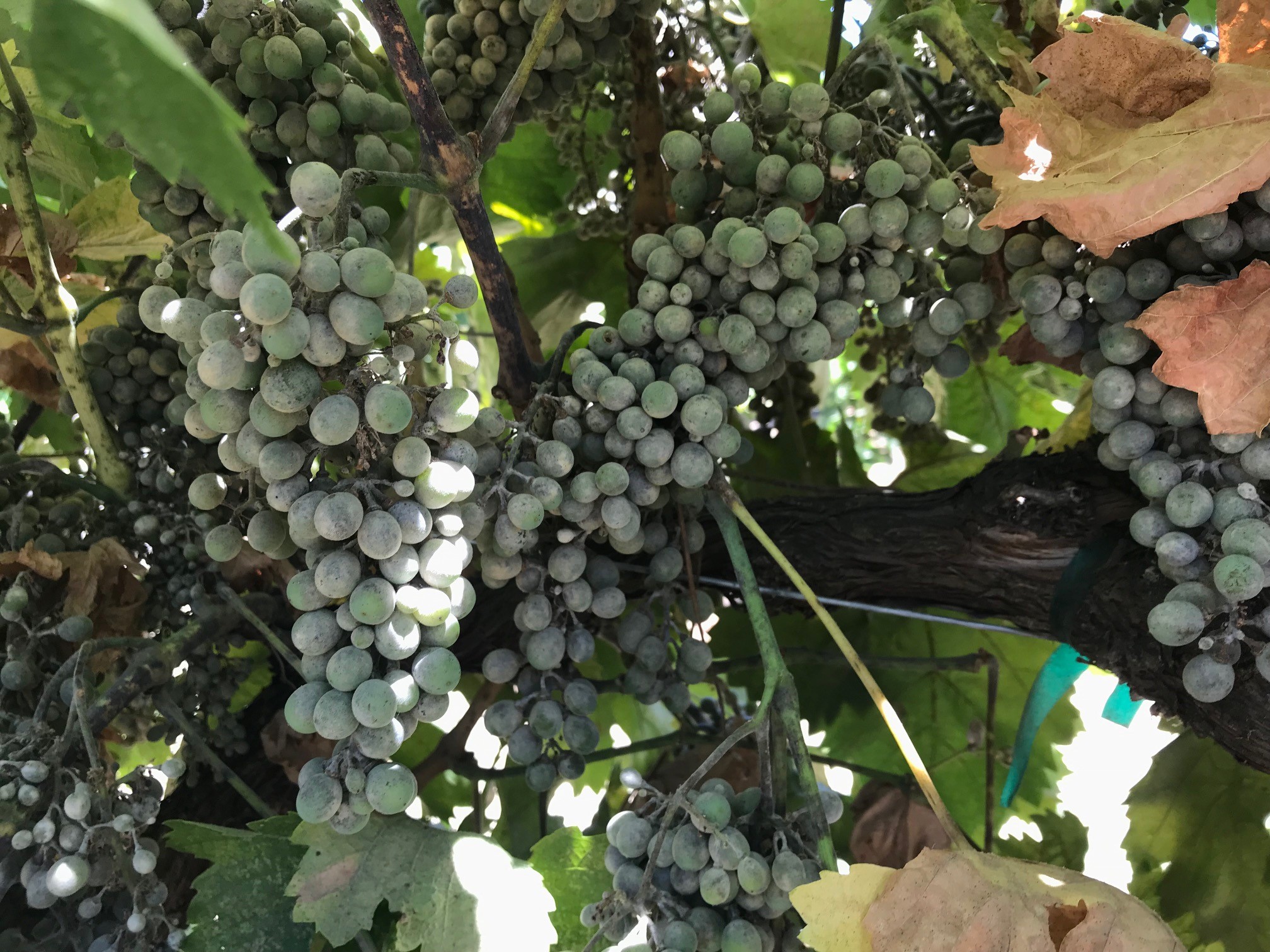 Severe powdery mildew symptoms on berries, stems, and rachis.