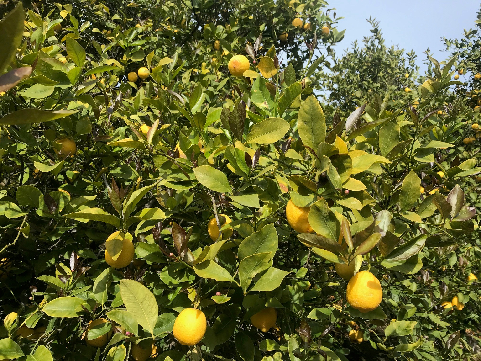 K deficiency in lemons.
