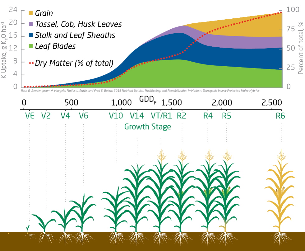 Corn Nutrition Guide