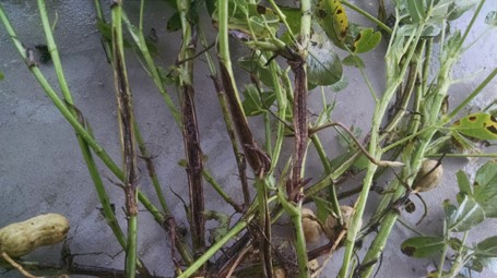 Split branches from severe boron deficiencies.  Credit: UF IFAS Extension