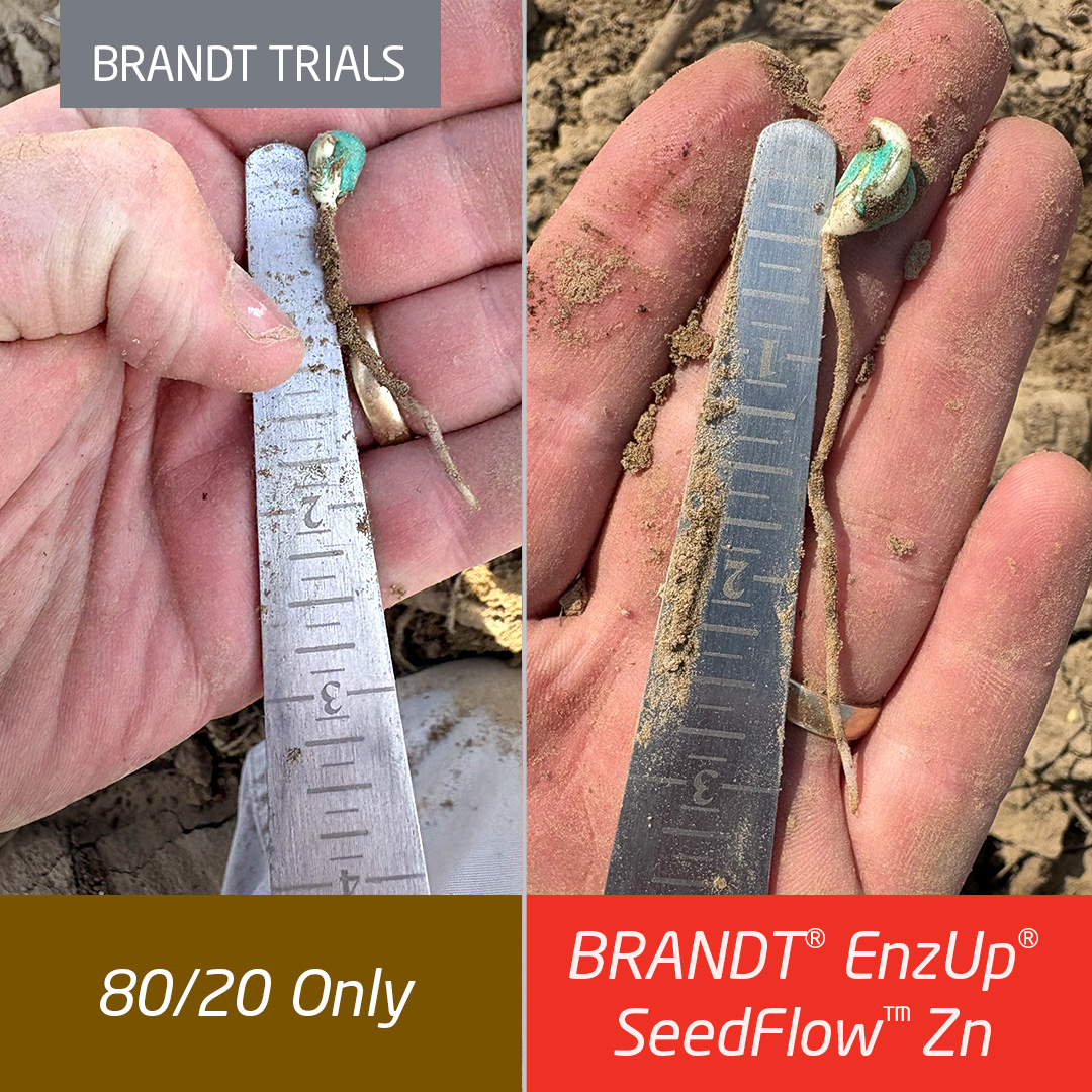 Corn emergence comparison