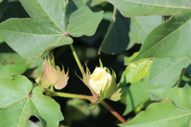 Cotton Demands Boron at First Bloom