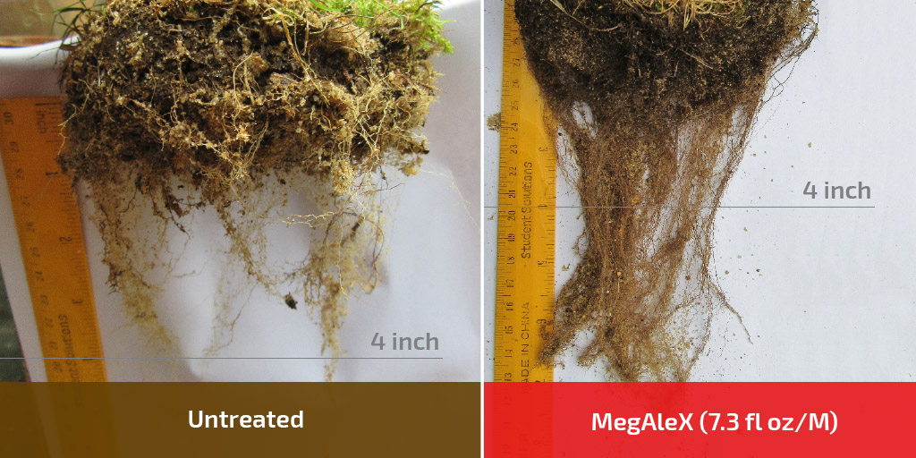 Poa annua (11-13% soil VWC)