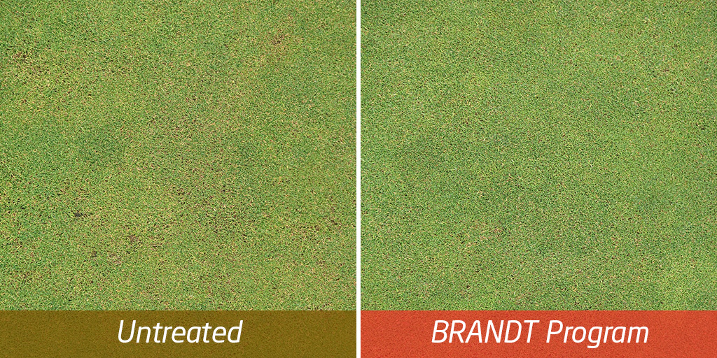 2019 Trial – Rutgers University.  Brandt nutritional IPM program combined with contact fungicide showing benefits under moderate disease pressure (photo August 7, 2019).